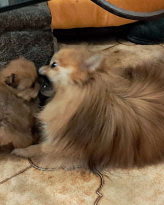 Volpini pomerania spliz toy