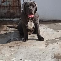 Mastino napoletano