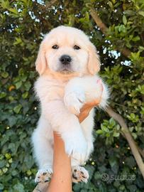 Golden Retriever Inglesi