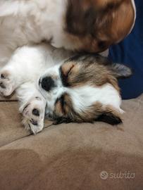 Femmina chihuahua pedigree