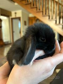 Cucciolo coniglio ariete Minilop