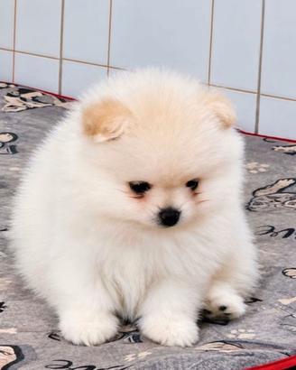 Spitz della Pomerania