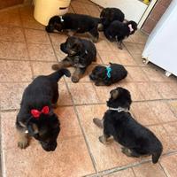 Cuccioli di pastore tedesco