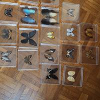 collezione di farfalle
