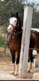 Cavallo