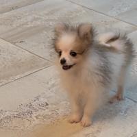 Spitz tedesco nano Pomerania cucc mini mini leggi