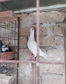 Colombi viaggiatori italiani