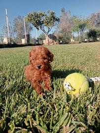 cuccioli di barboncino Toy Red 