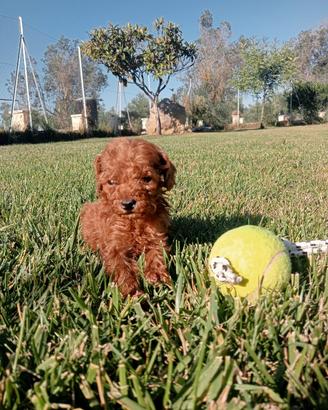 cuccioli di barboncino Toy Red 