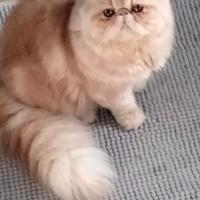 Gatto persiano da monta