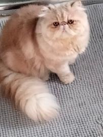 Gatto persiano da monta