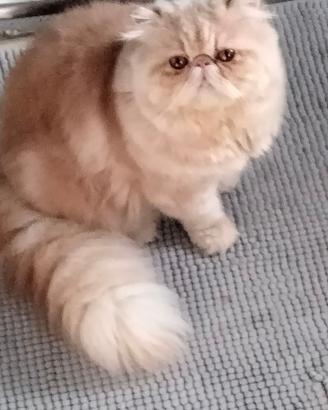 Gatto persiano da monta