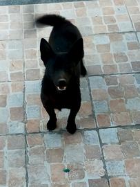 Cuccioli volpino pincher