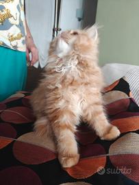 Gattino persiano Red Tabby
