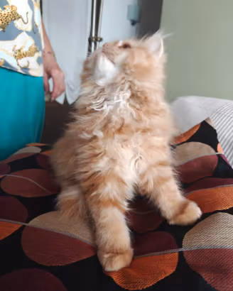 Gattino persiano Red Tabby