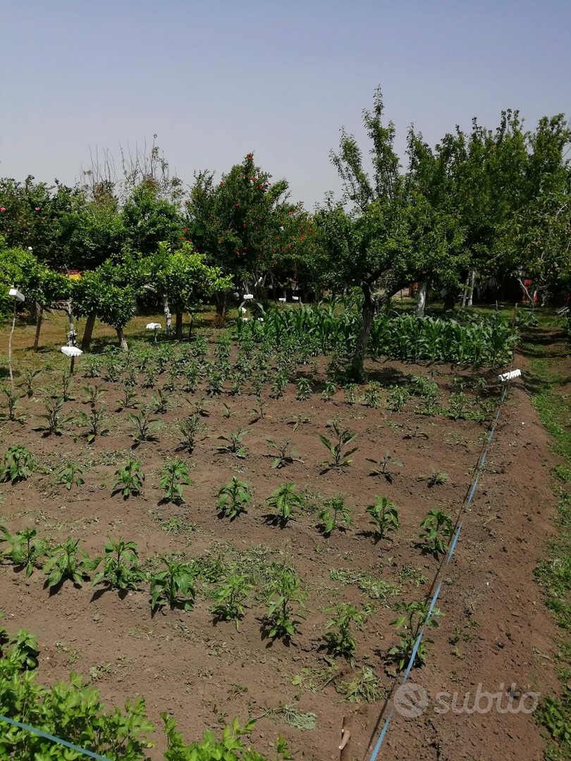 Terreno agricolo - Vista 4