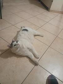 Adozione gatto