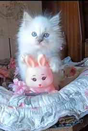 Ragdoll cuccioli