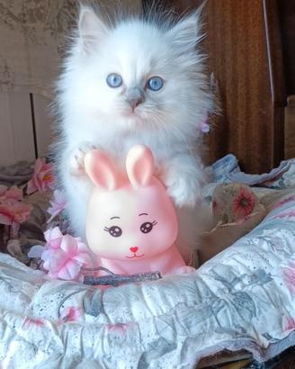 Ragdoll cuccioli