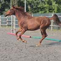 Cavalla Sella italiana del 2022