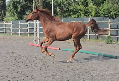 Cavalla Sella italiana del 2022