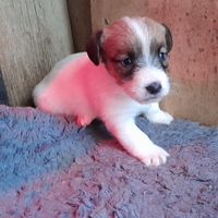 Jack Russell Terrier cuccioli Broken/Ruvido