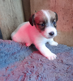 Jack Russell Terrier cuccioli Broken/Ruvido