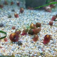 Lumache da acquario Planorbarius Red