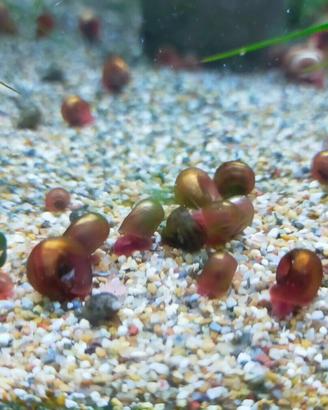 Lumache da acquario Planorbarius Red