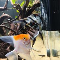 Coppia Scalari adulti riproduttivi