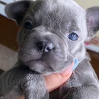 Bulldog francese