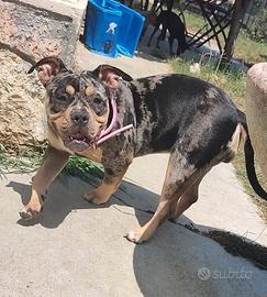 cucciola american bully 