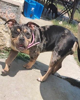 cucciola american bully 