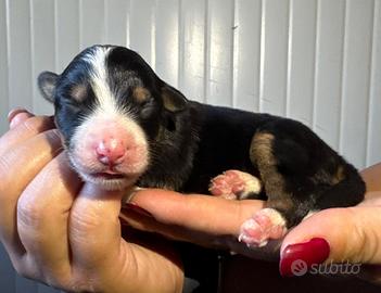Cucciolo pedigree ENCI pastore australiano