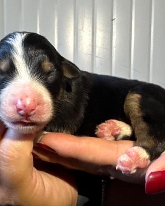 Cucciolo pedigree ENCI pastore australiano