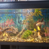 Pesci rossi acquario