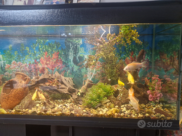 Pesci rossi acquario