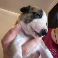 Whippet
