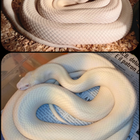 Serpenti Pantherophis alleghaniensis