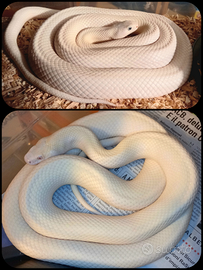 Serpenti Pantherophis alleghaniensis