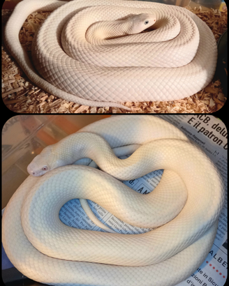 Serpenti Pantherophis alleghaniensis