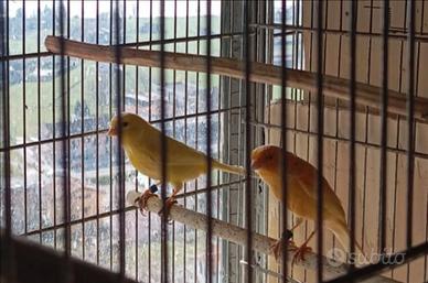 Canarini da riproduzione