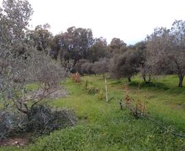 Terreno agricolo irriguo