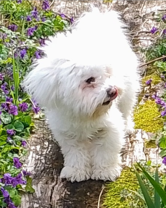 Cane Coton de Tulear per Accoppiamento