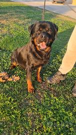 Cucciolona di rottweiler in adozione