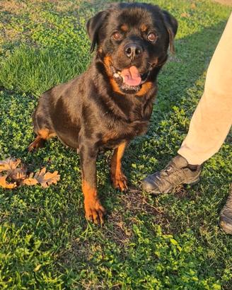 Cucciolona di rottweiler in adozione