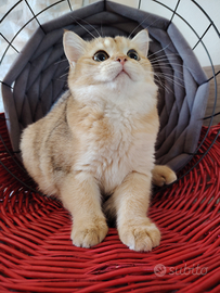 Gattini Scottish chinchilla