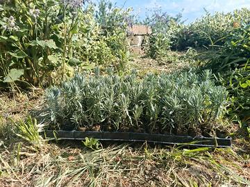 piantine di lavanda Officinalis biologiche