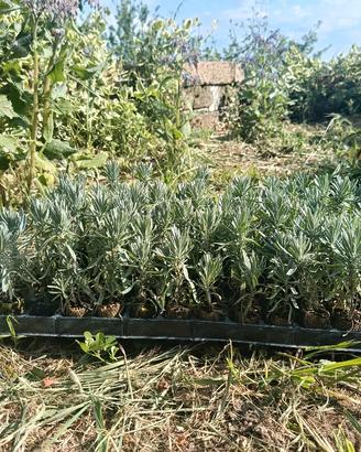 piantine di lavanda Officinalis biologiche