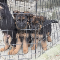 Cuccioli di pastore tedesco